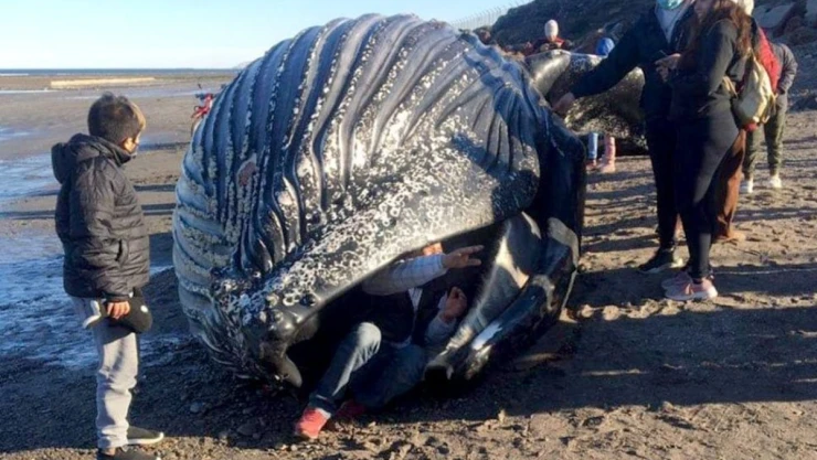 ballena jorobada Argentina.jpg