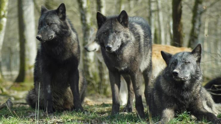 ataques-de-lobos-en-india-van-siete-muertos-en-un-mes-video