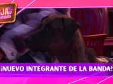 Tlacoyo se une a la banda de Julio y Bicolor