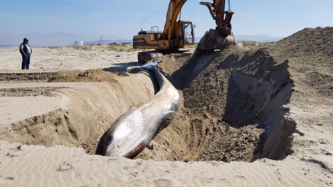 Ballena varada