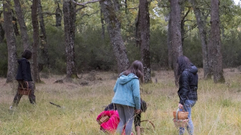 El turismo micológico cada vez tiene mayor popularidad en la sociedad