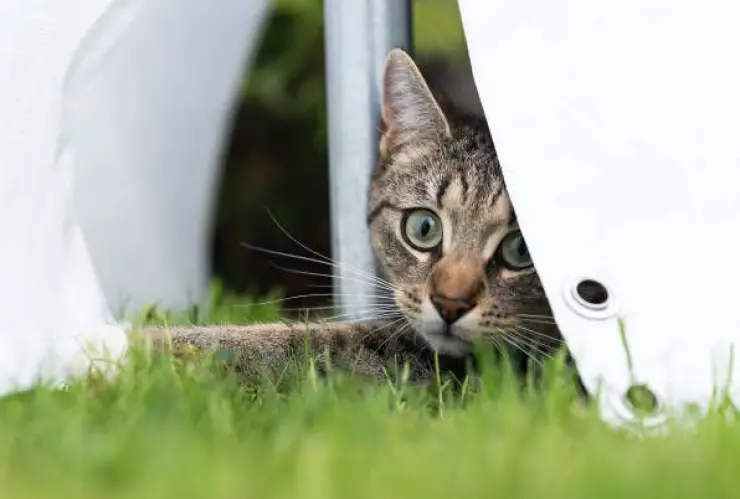 may-2022-badenwuerttemberg-rottweil-a-cat-runs-around-in-a-marquee-a-picture-id1240554362