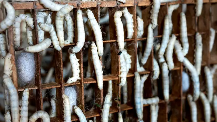 Poza Rica enfrenta proliferación de gusanos “cola de rata” tras inundaciones