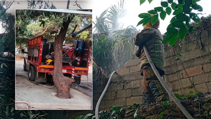 Enjambre de abejas Tuxtla Gutiérrez