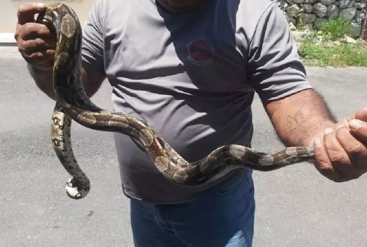 Serpiente provocó pánico en una familia de Motul (FOTO)
