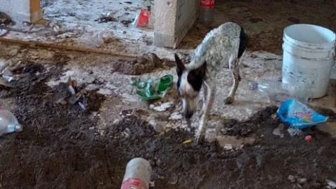 Rescatan a 17 perros en condiciones críticas en hogar de ‘rescatista’ en Cazadero