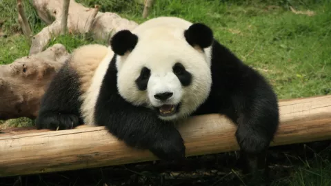 China es due&ntilde;a de todos los pandas del mundo, menos de los de M&eacute;xico