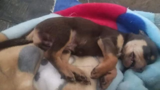 perritos refugio Puebla