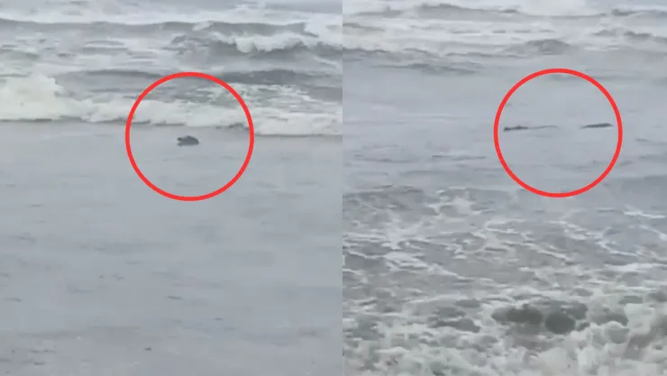 Avistan cocodrilo en Playa Azul, Michoacán; ¿hay alerta?