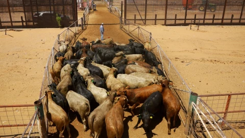 gusano_barrenador_exportacion_ganado_estados_unidos_mexico_vacas_toros_corral_arena