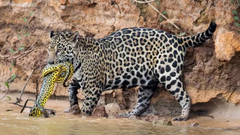 A Jaguar In The Brazilian Pantanal Hunts An Anaconda