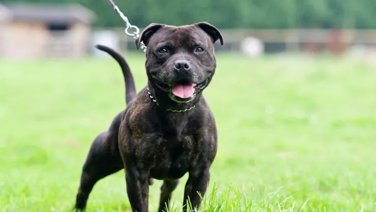 ataque perro pitbull atanca niño jilotepec
