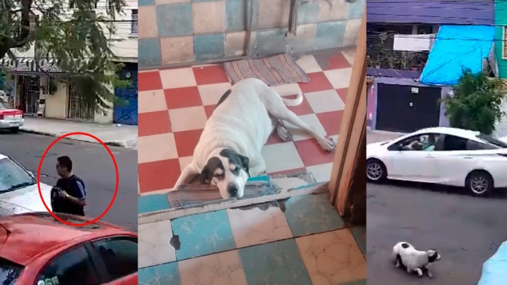 Perro herido disparos