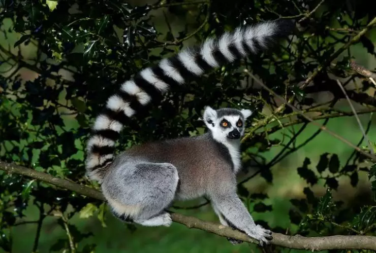 lémures.jpg