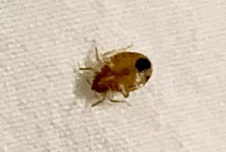 Mujer muere pegada a un colchón, devorada por chinches y cucarachas; esto sabemos.