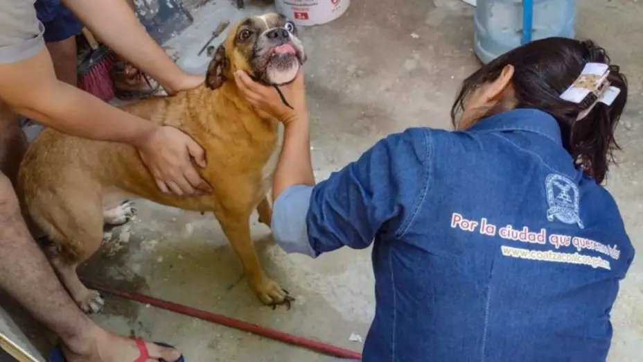maltrato animal Veracruz.