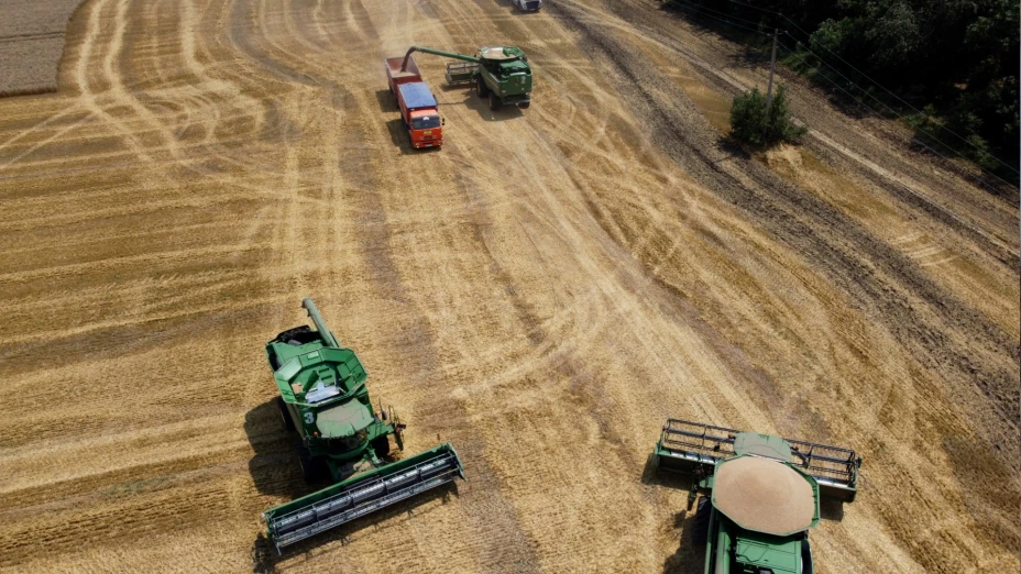 Agricultores cosechan campo de trigo en Rusia.