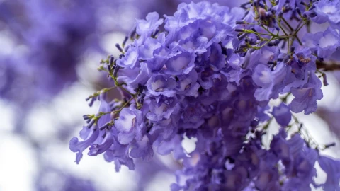 dónde ver jacarandas puebla 2025