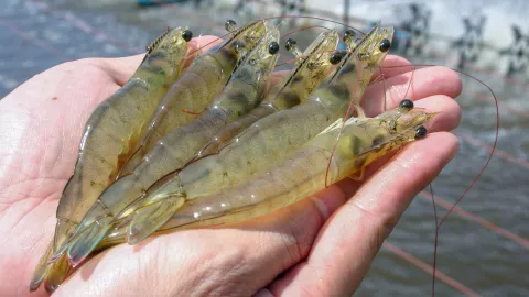 camarones vena negra