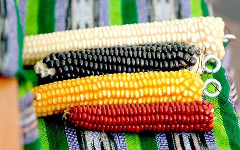 variedades de maíz nativas de México en peligro