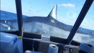Tiburón gigante salta a un barco en Nueva Zelanda