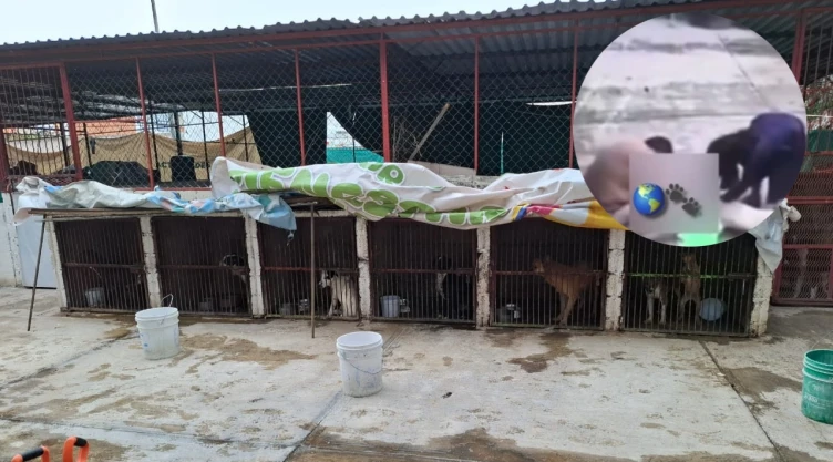 En el video se ve como 2 personas someten a un perrito, el centro de bienestar animal ya fue clausurado en Edomex