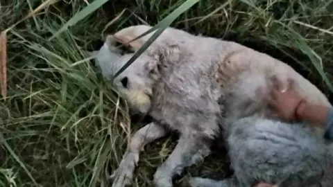 VIDEO: Hombre asesina a balazos a cinco perritos en Edomex y sus dueños exigen justicia