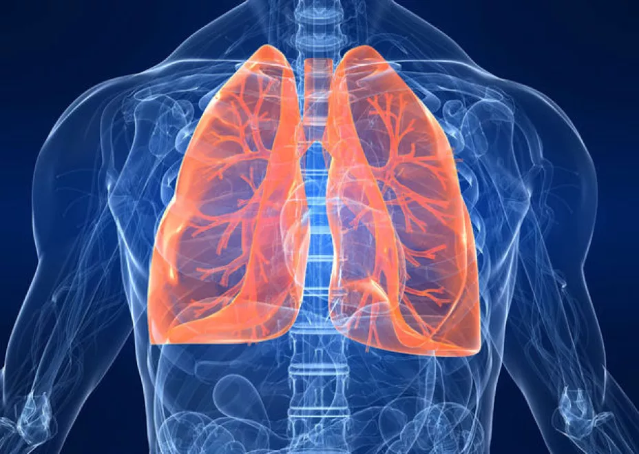 pulmones