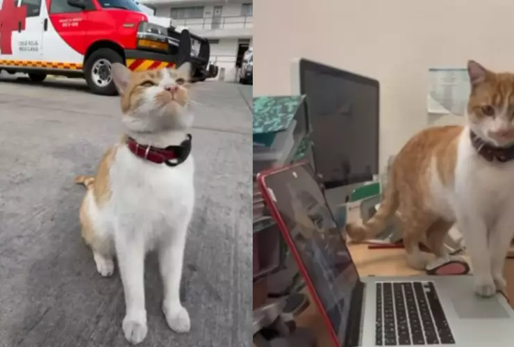 Gatito Cruzberto de la Cruz Roja