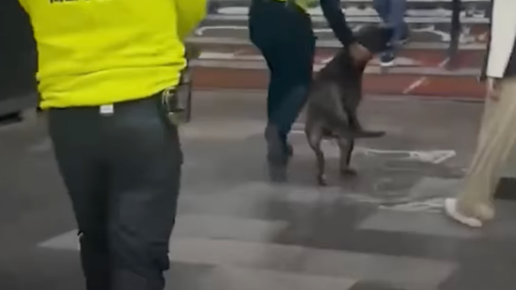 Expulsan a perro que se protegía de la lluvia en el Metro de la CDMX