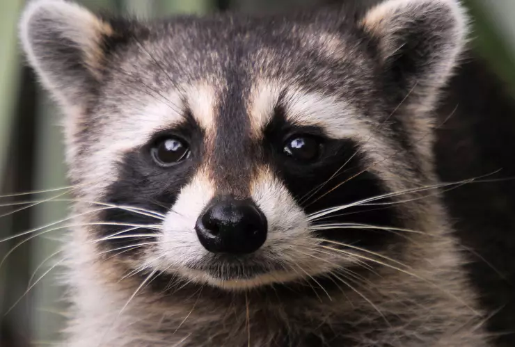 Matan a un mapache por “robar” dos bolillos.