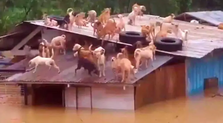 perros atrapados techo albergue filipinas.jpg