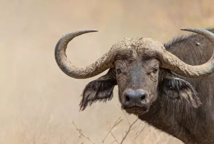 Búfalo del Cabo