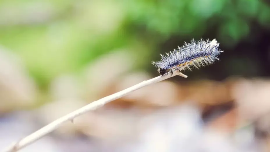 Orugas venenosas en Virginia