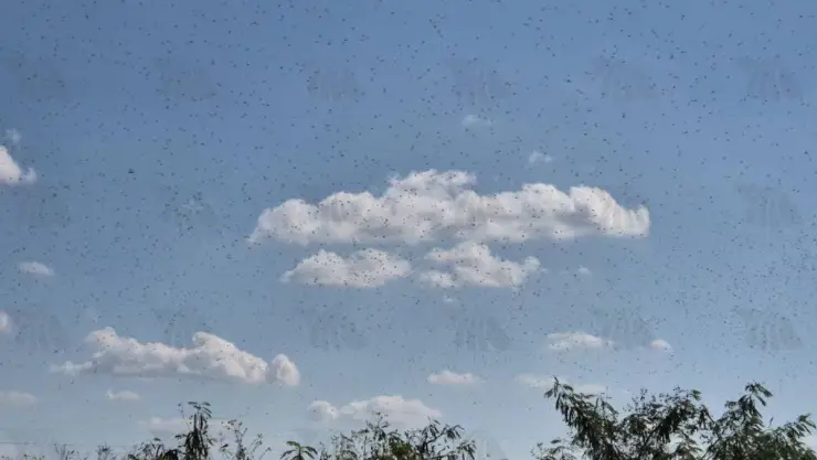 ÚLTIMA HORA_ Reportan PLAGA de langostas en Yucatán; así fueron captadas
