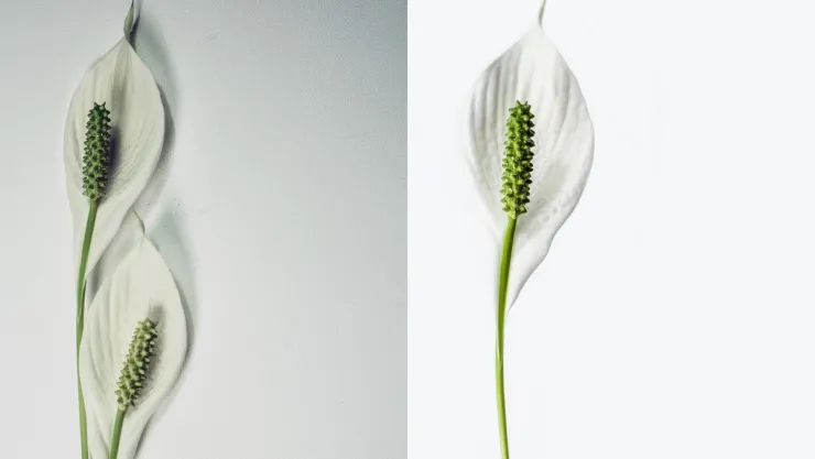 /estilo-de-vida/por-que-cuna-moises-planta-duradera-elegante-casa