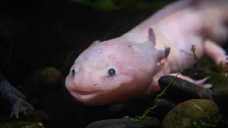 Ajolote_ ¿Por qué el mítico anfibio está en peligro crítico de extinción?