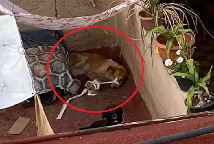 perrita maordazada cdmx