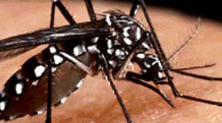 Mutación del mosco del dengue llega a la Sierra