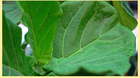 Ficus Lyrata