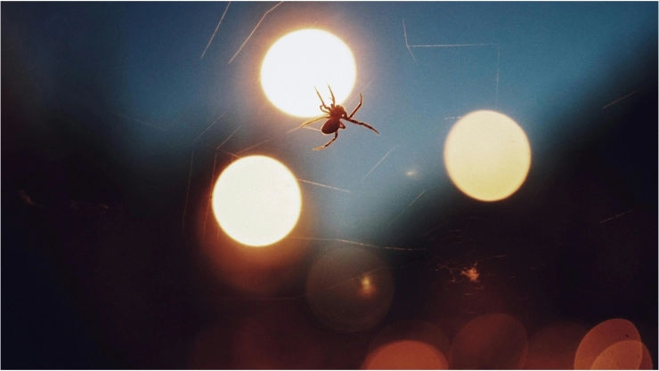 ¡Terrible! Muere bebé de dos años por picadura de araña en Los Guayabos