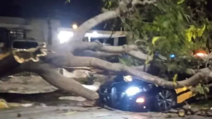 FOTO_ Árbol aplastó una patrulla de la SSP en la avenida Itzaes
