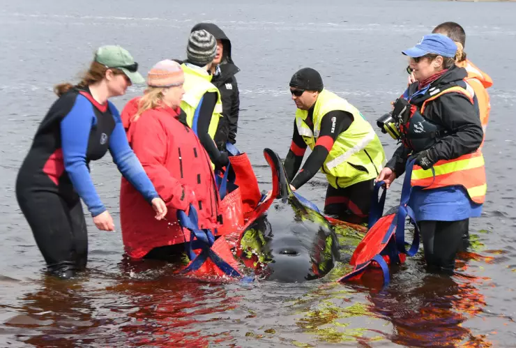 Rescuers Work To Save Hundreds Of Whales Stranded In Tasmania’s Macquarie Harbour