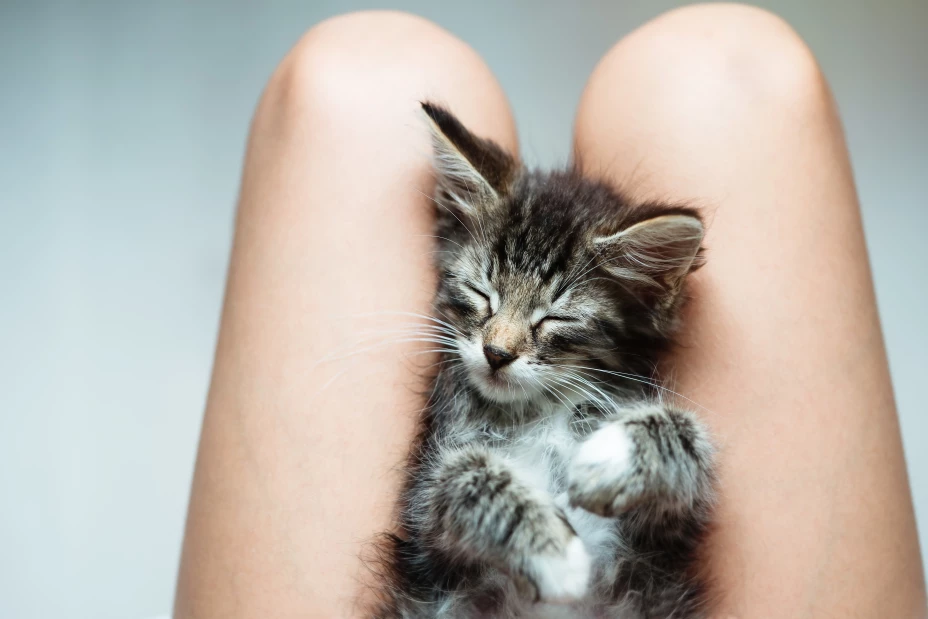 gato duerme sobre piernas
