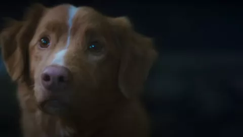 Indy, el valiente perrito de la película “Good Boy”, enfrenta fuerzas sobrenaturales en su propio hogar