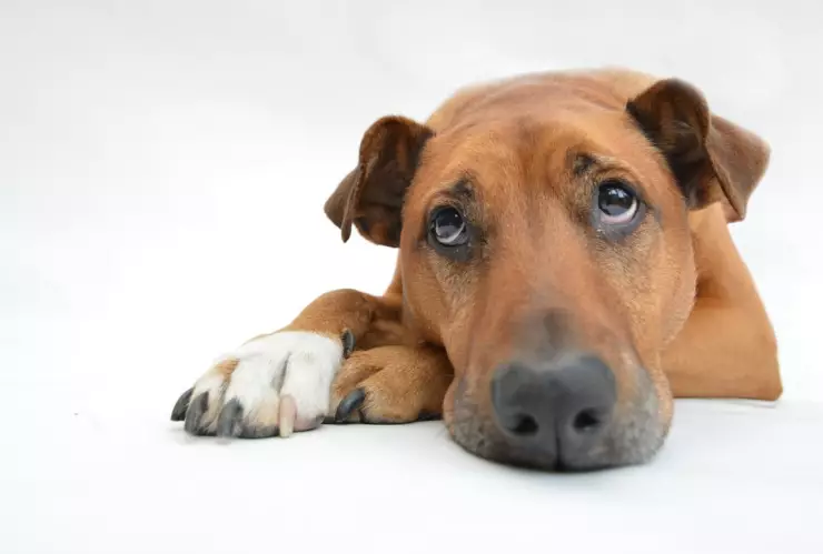 La raza de perros más inteligente del mundo