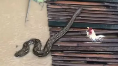 Inundaciones en Filipinas: serpiente nadando en plena tormenta sorprende a los residentes
