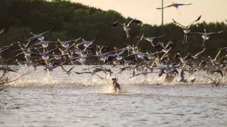 Reportan presencia de perros ferales en colonia de flamencos en Sisal, alertan riesgo