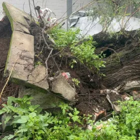 Caída de árbol en la GAM deja un auto aplastado y cierra pasos en unidad peatonal