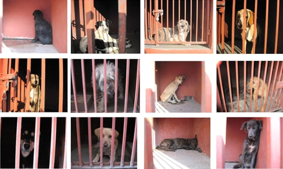 Perros de Iztapalapa buscan hogar
